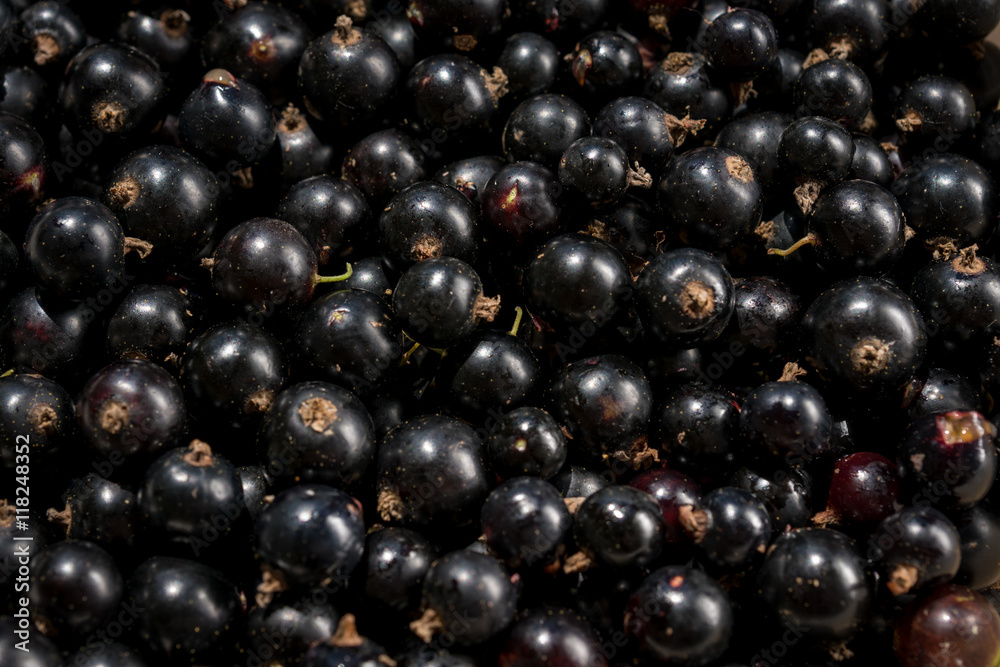 black currant
black currant