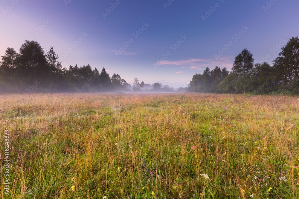 Morning foggy meadow in polish countryside