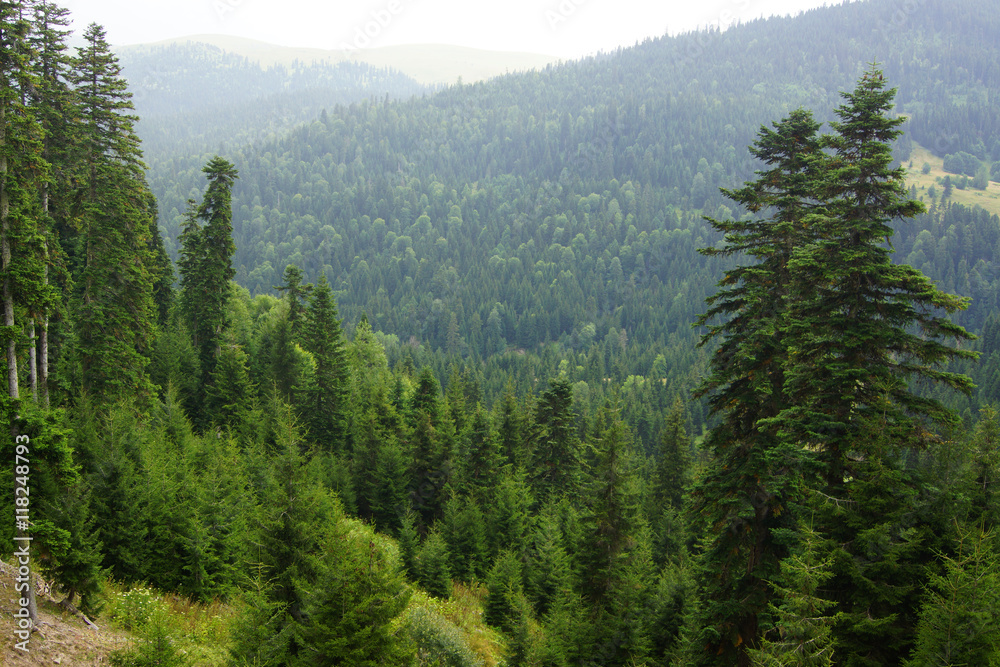 Obraz premium Mountains and forest of Adjaria, Georgia