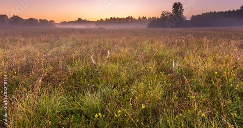 Morning foggy meadow in polish countryside