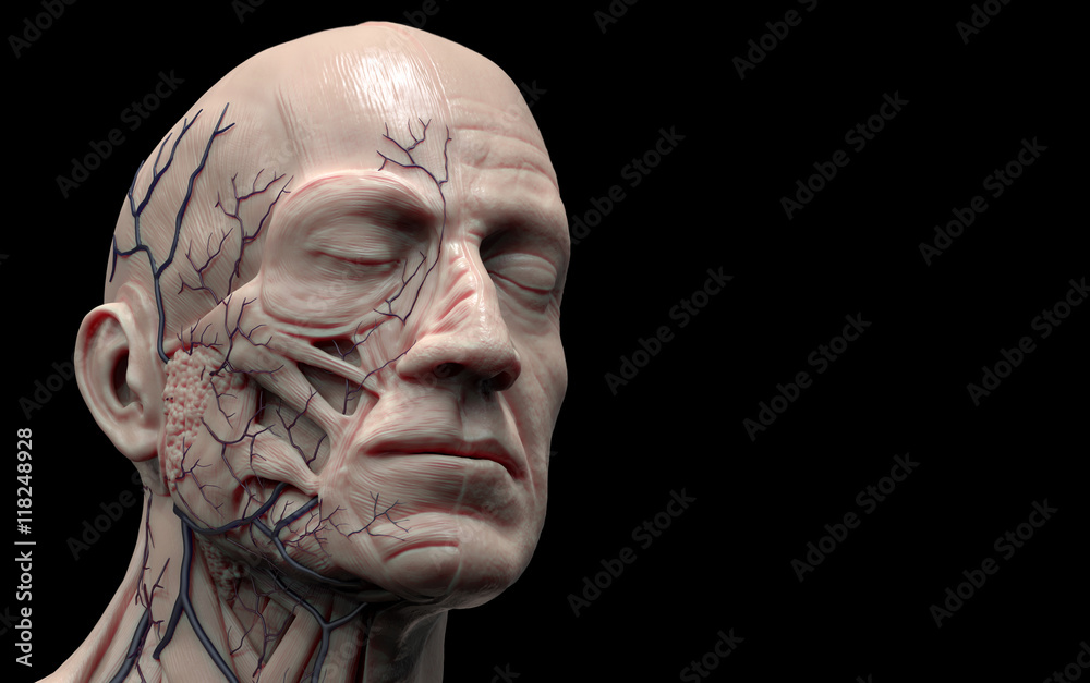 Human anatomy - muscle anatomy of the face and neck in 3d render Human anatomy - muscle anatomy of the face and neck in 3d render