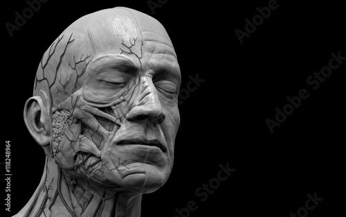 Human anatomy - muscle anatomy of the face and neck in 3d render 