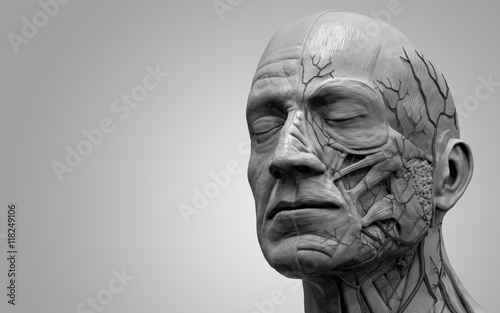 Human body anatomy - muscle anatomy of the head 3d render 