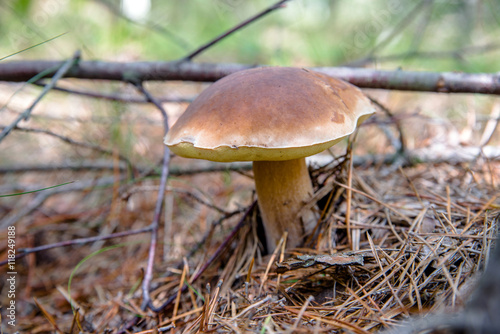 boletus mushroom growing in a pine forest  © licvin