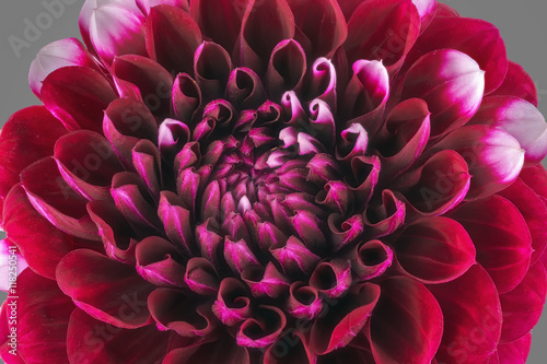 Fototapeta Naklejka Na Ścianę i Meble -  Dark red flower petals, close up and macro of chrysanthemum, beautiful abstract background