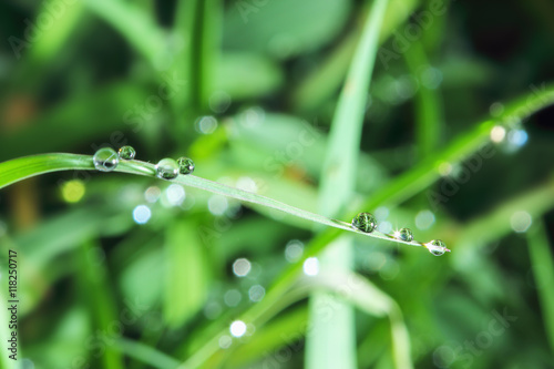 Dew drops on fresh green grass leaves