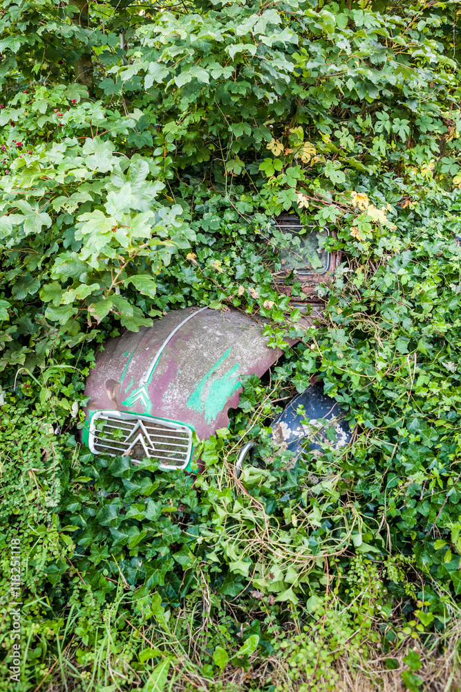 Fototapeta premium Nature takes over