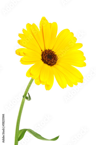 Calendula. Marigold flower with leaves isolated on a white backg