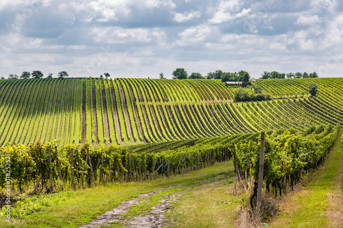 Vineyard in the area Velke Bilovice photo