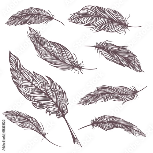 Elegant Vector Feathers Set