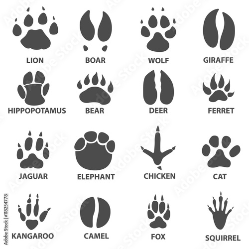 animal trail. Next to the name of the animal. Animal tracks vector illustration. animal paw print with the description.