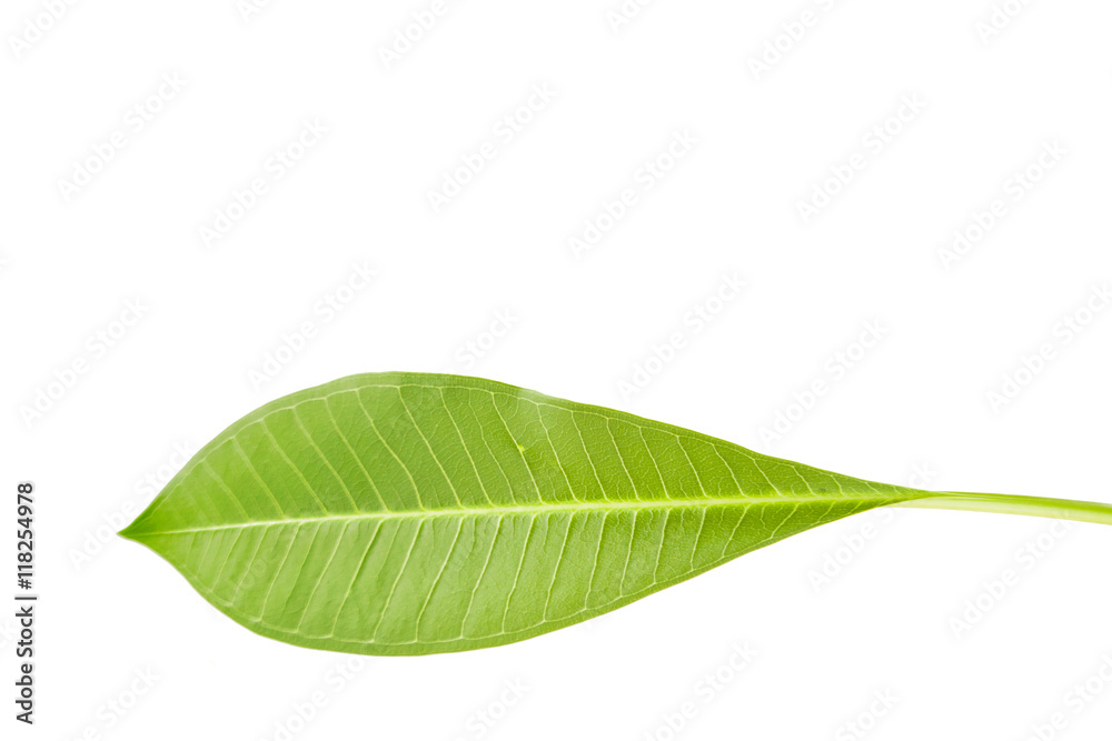 Fototapeta premium Frangipani or Plumeria leaf isolate on white.