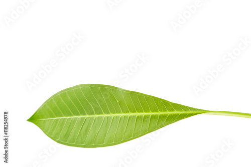 Frangipani or Plumeria leaf isolate on white.