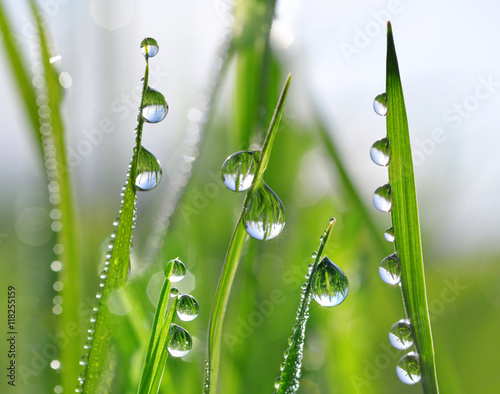 Fresh green grass with dew drops closeup. Nature Background.