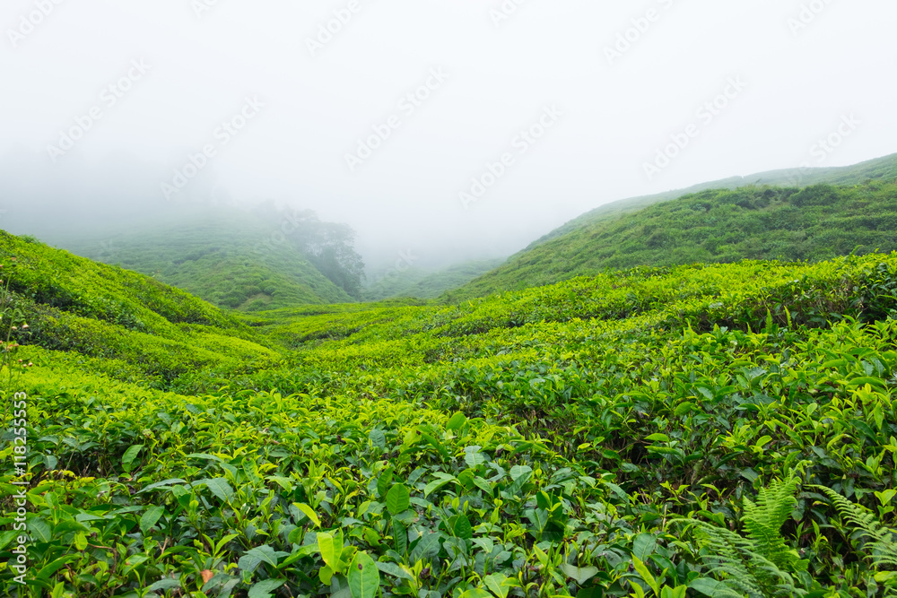 Tea plantations with fog in Cameron Highlands, Malaysia