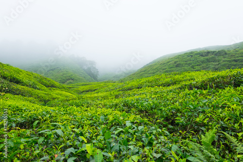 Tea plantations with fog in Cameron Highlands  Malaysia