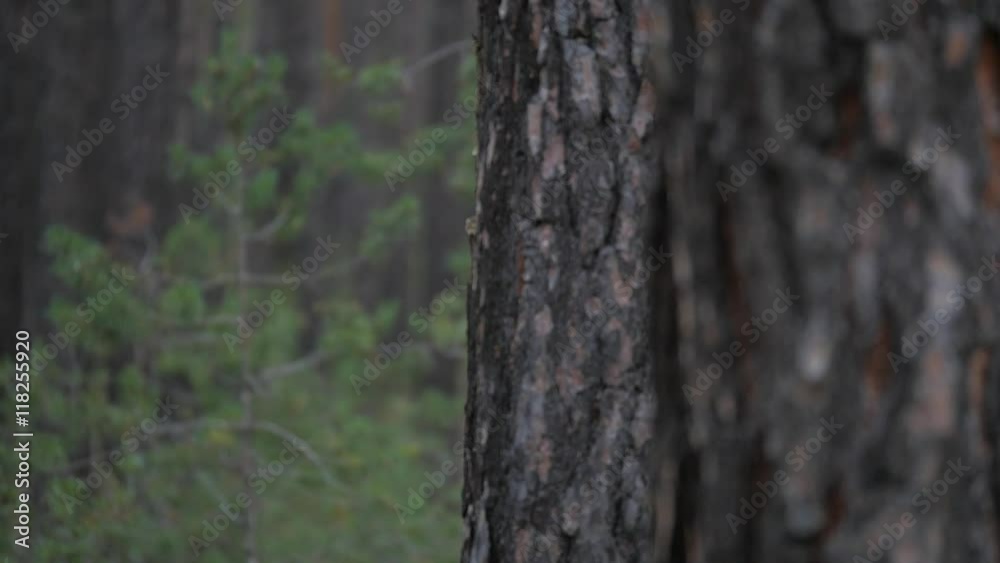 Siberia: Taiga forest, Russia, night Siberia: Taiga forest, Russia, night