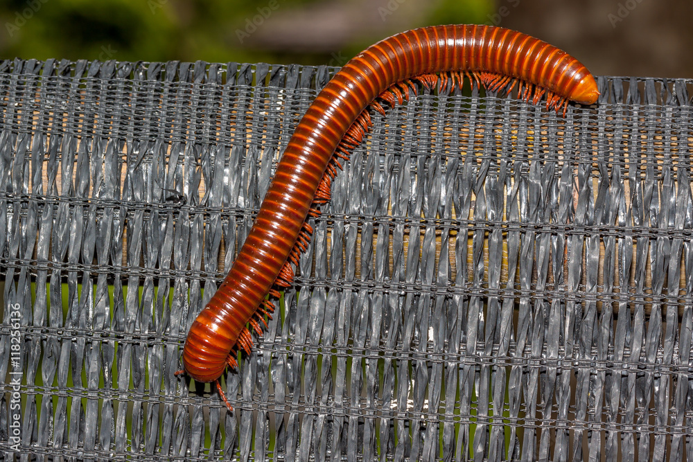 Milles Pattes Milles Pattes Ou Myriapode Stock Photo Adobe Stock