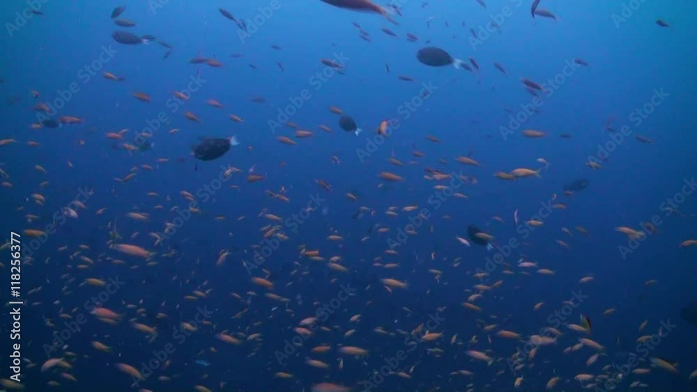 A flock school of tropical fish on the reef in search of food. Amazing, beautiful underwater marine life world of sea creatures in Maldives. Scuba diving and tourism. A flock school of tropical fish on the reef in search of food. Amazing, beautiful underwater marine life world of sea creatures in Maldives. Scuba diving and tourism.