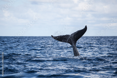 Humpback Whale Tail and Ocean