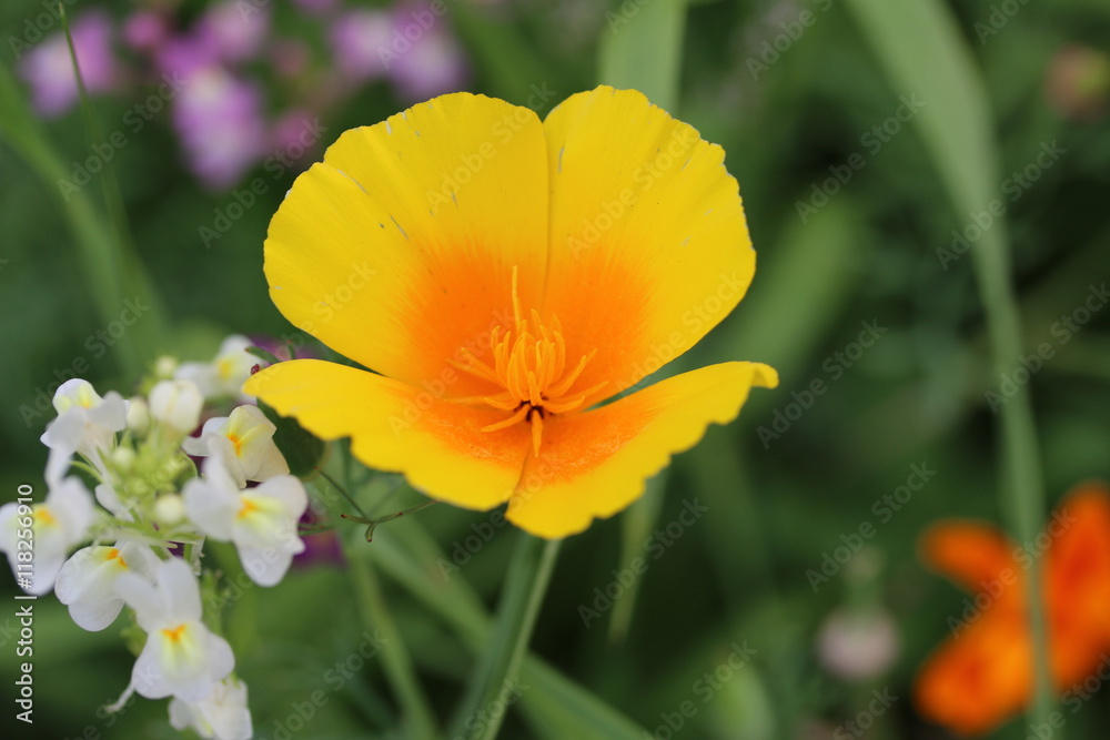Goldener Californischer Mohn, Eschscholzia californica Goldener Californischer Mohn, Eschscholzia californica