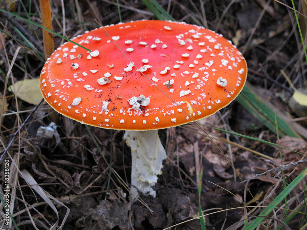 Fly agaric (Amanita muscaria) mushroom in the autumn forest Fly agaric (Amanita muscaria) mushroom in the autumn forest