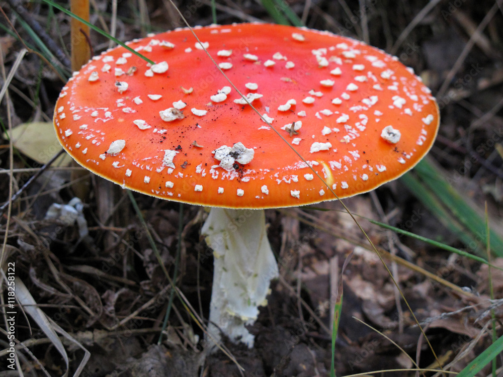 Fly agaric (Amanita muscaria) mushroom in the autumn forest Fly agaric (Amanita muscaria) mushroom in the autumn forest