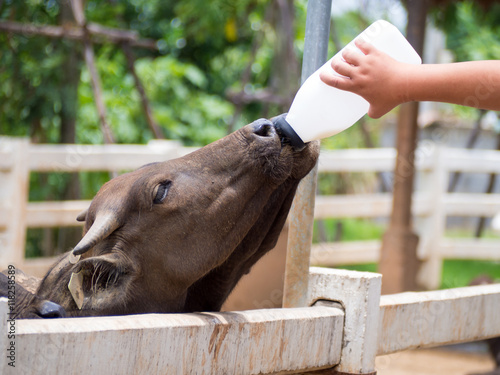 Feeding a baby of murrah buffaloes from bottle photo