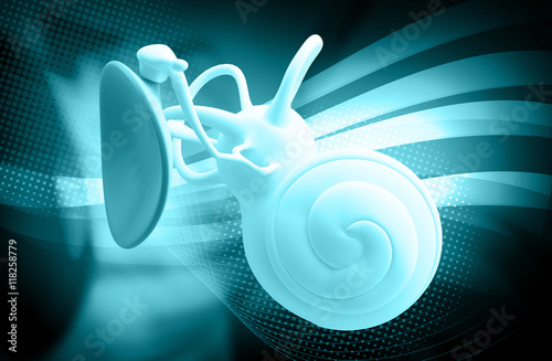 inner ear structure