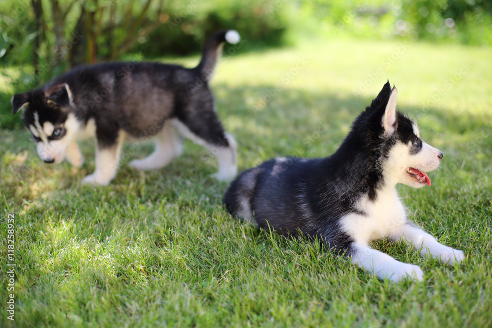 Two puppies husky sitting on the green lawn