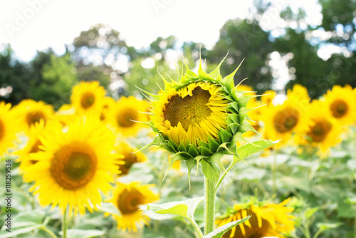 Sunflower close up view. Sunflower field.