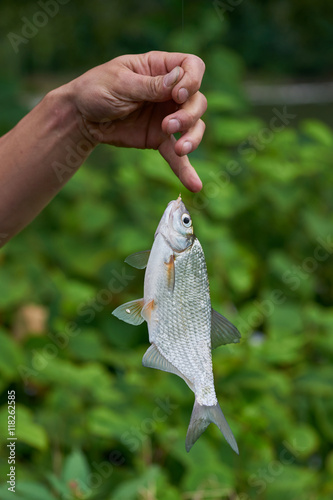 Güster Fisch hängt am Haken photo