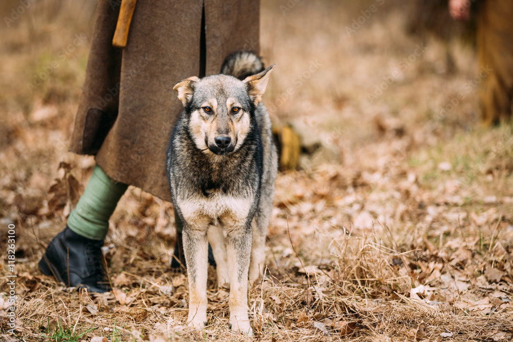 Obraz premium Mixed Breed Hunting Dog rests at feet of man outdoor. Autumn season