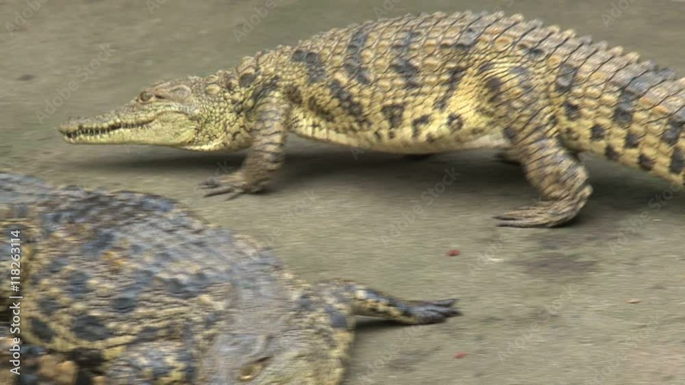 Young Nile Crocodiles sunning themselves in the dirt Young Nile Crocodiles sunning themselves in the dirt