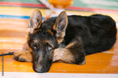 Young German Shepherd Dog Puppy Sitting On Wooden Floor. Alsatia photo