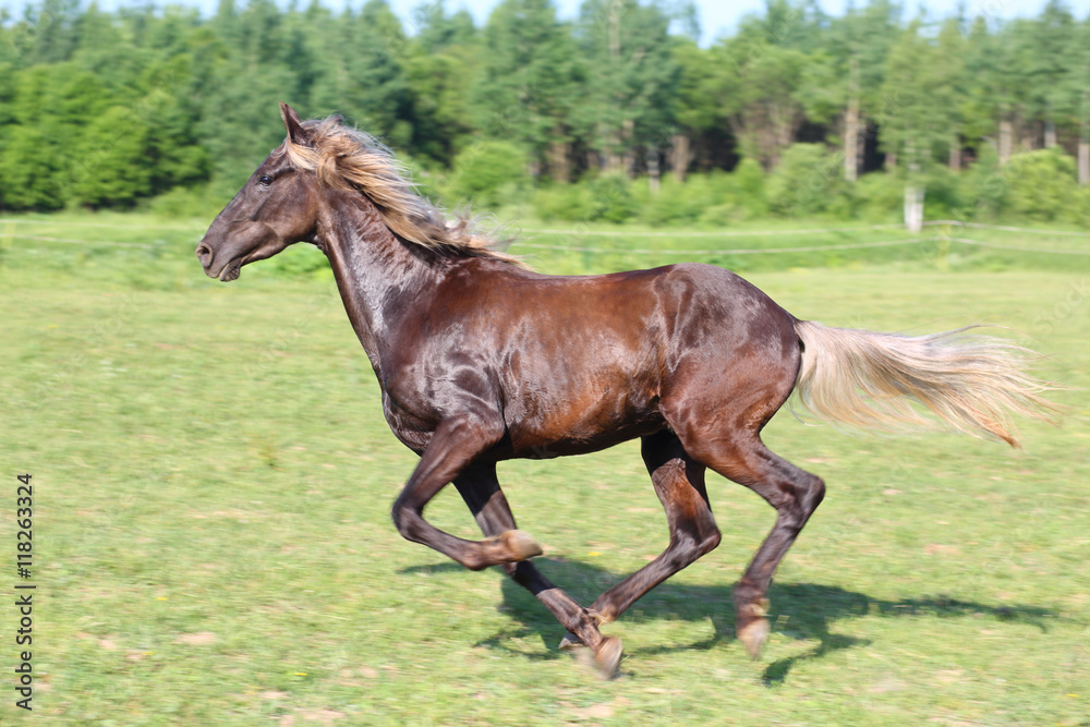 Beautiful brown horse running in a green field, motion blur Beautiful brown horse running in a green field, motion blur