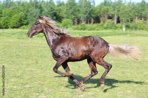 Beautiful brown horse running in a green field, motion blur
