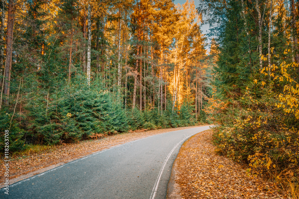 Winding Asphalt Road Path Walkway Through Autumn Forest