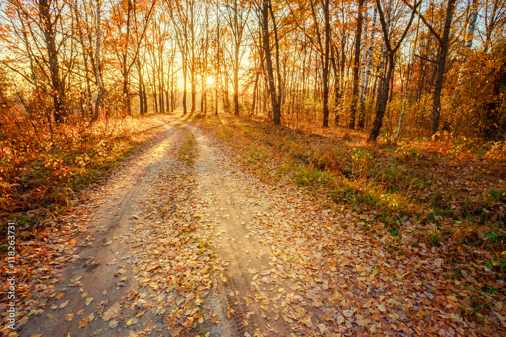 Obraz premium Winding Countryside Road Path Walkway Through Autumn Forest. Sunset Sunrise