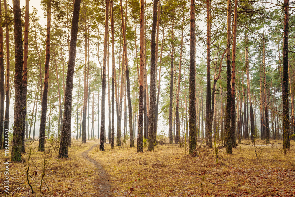 Landscape With Country Road In Autumn Foggy Forest Landscape With Country Road In Autumn Foggy Forest