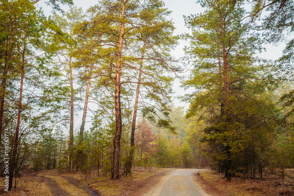 Naklejka premium Landscape With Country Road In Autumn Foggy Forest