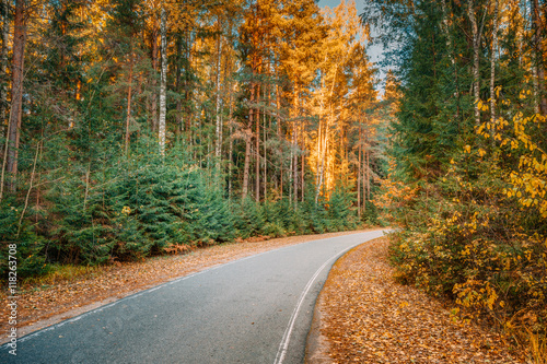 Winding Asphalt Road Path Walkway Through Autumn Forest