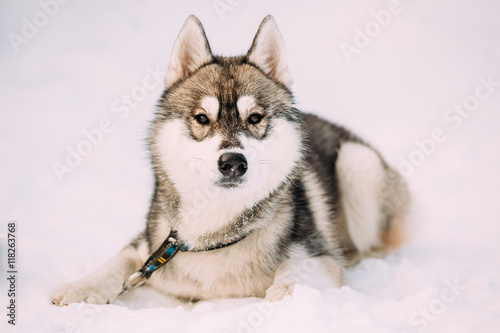 Husky Dog Sit In Snow. Winter  © Grigory Bruev