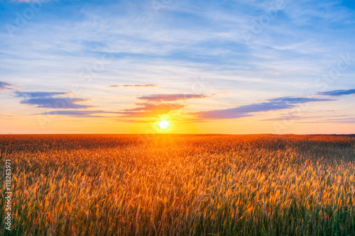 Eared Wheat Field  Summer Cloudy Sky In Sunset Dawn Sunrise.