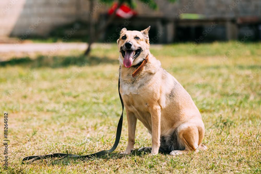 Medium Size Short-Haired Mixed Breed Yellow Adult Dog With Opened Jaws