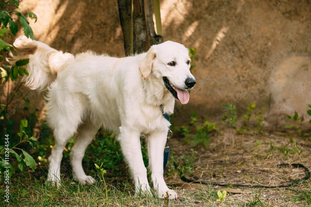 Yellow Golden Labrador Retriever Dog With Half Open Jaws Mouth, Yellow Golden Labrador Retriever Dog With Half Open Jaws Mouth,