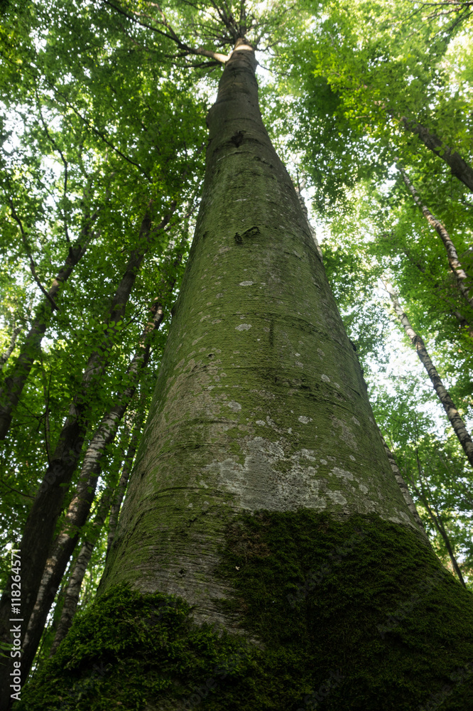 Fototapeta premium Beech forest at sunset