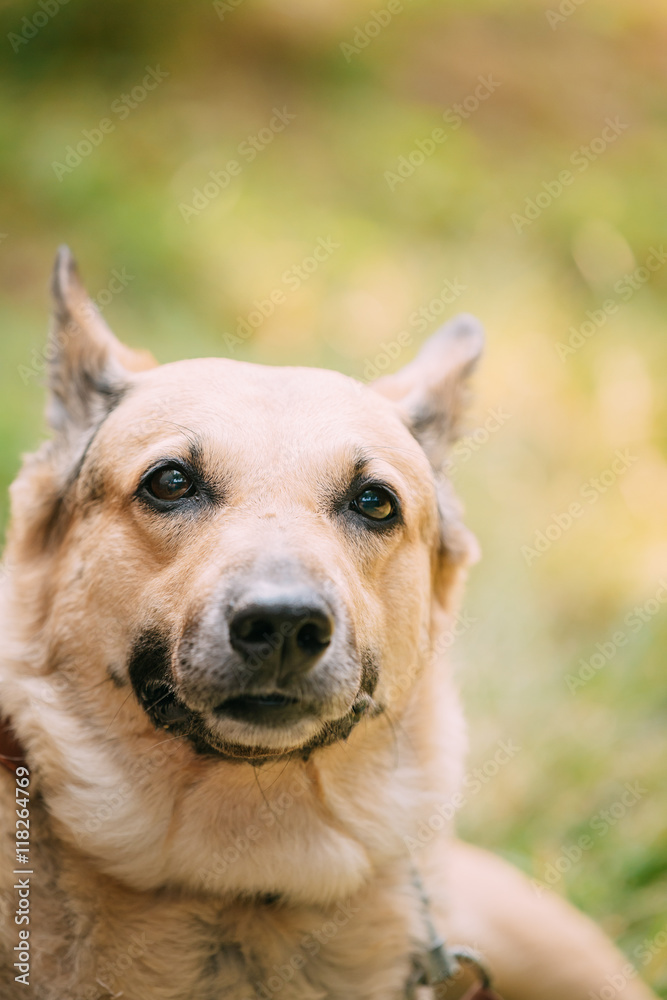 Close Up Of Medium Size Mongrel Mixed Breed Short-Haired Yellow 