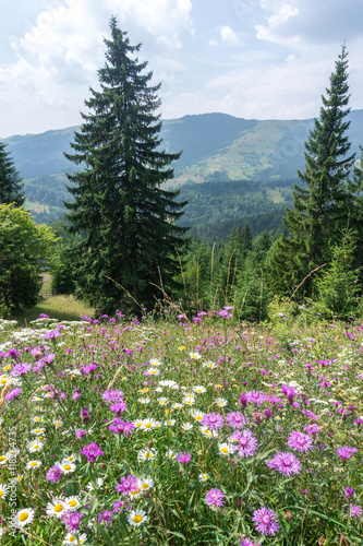 Blooming meadow on a background of mountains