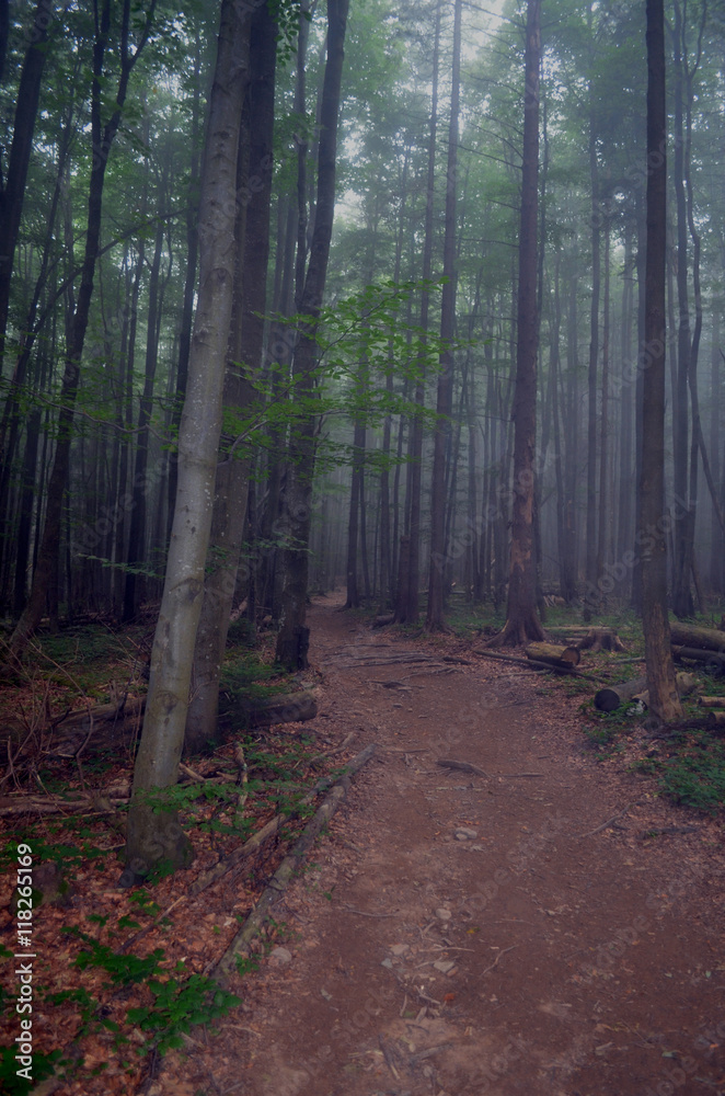 Fototapeta premium las